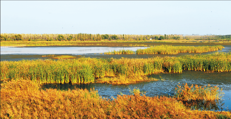 到鄭州黃河濕地來次深呼吸