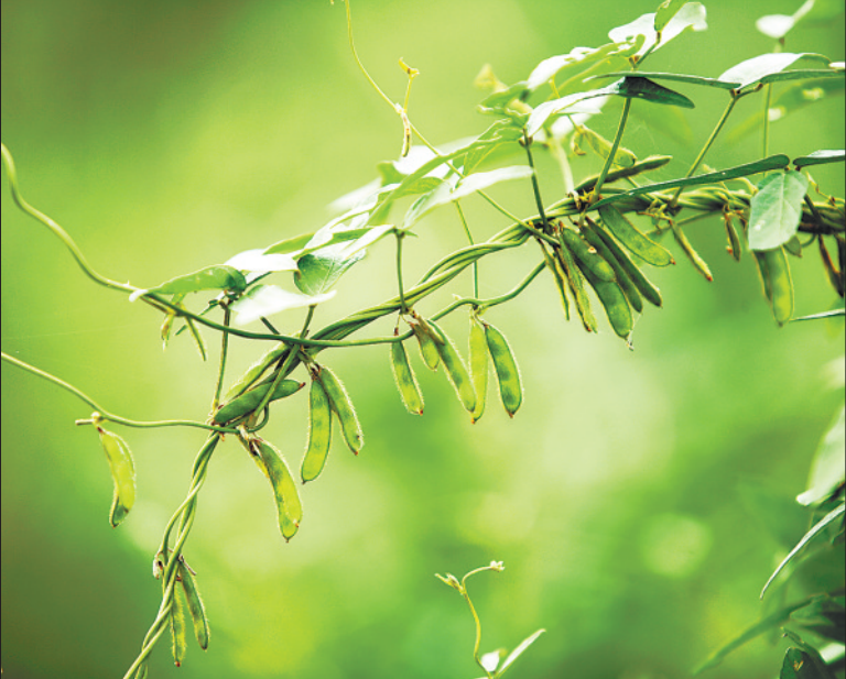 到鄭州黃河濕地來次深呼吸