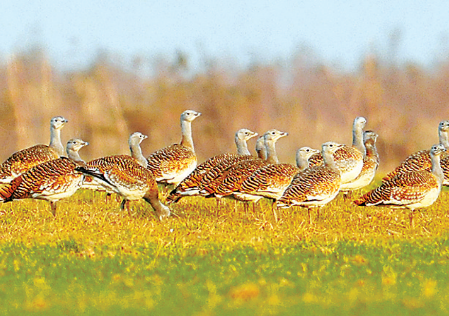 到鄭州黃河濕地來次深呼吸 到鄭州黃河濕地來次深呼吸